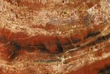 Polished, Red/Black Petrified Wood (Araucarioxylon) - Arizona #159717-2